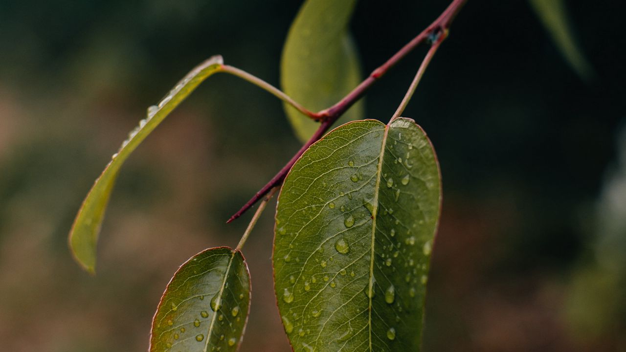 Wallpaper leaves, branch, drops, macro