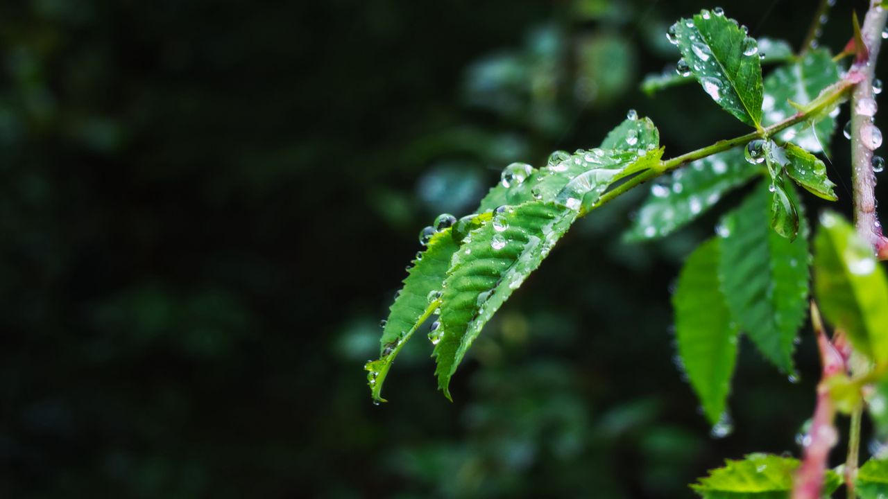 Wallpaper leaves, branch, drops, wet, macro, green