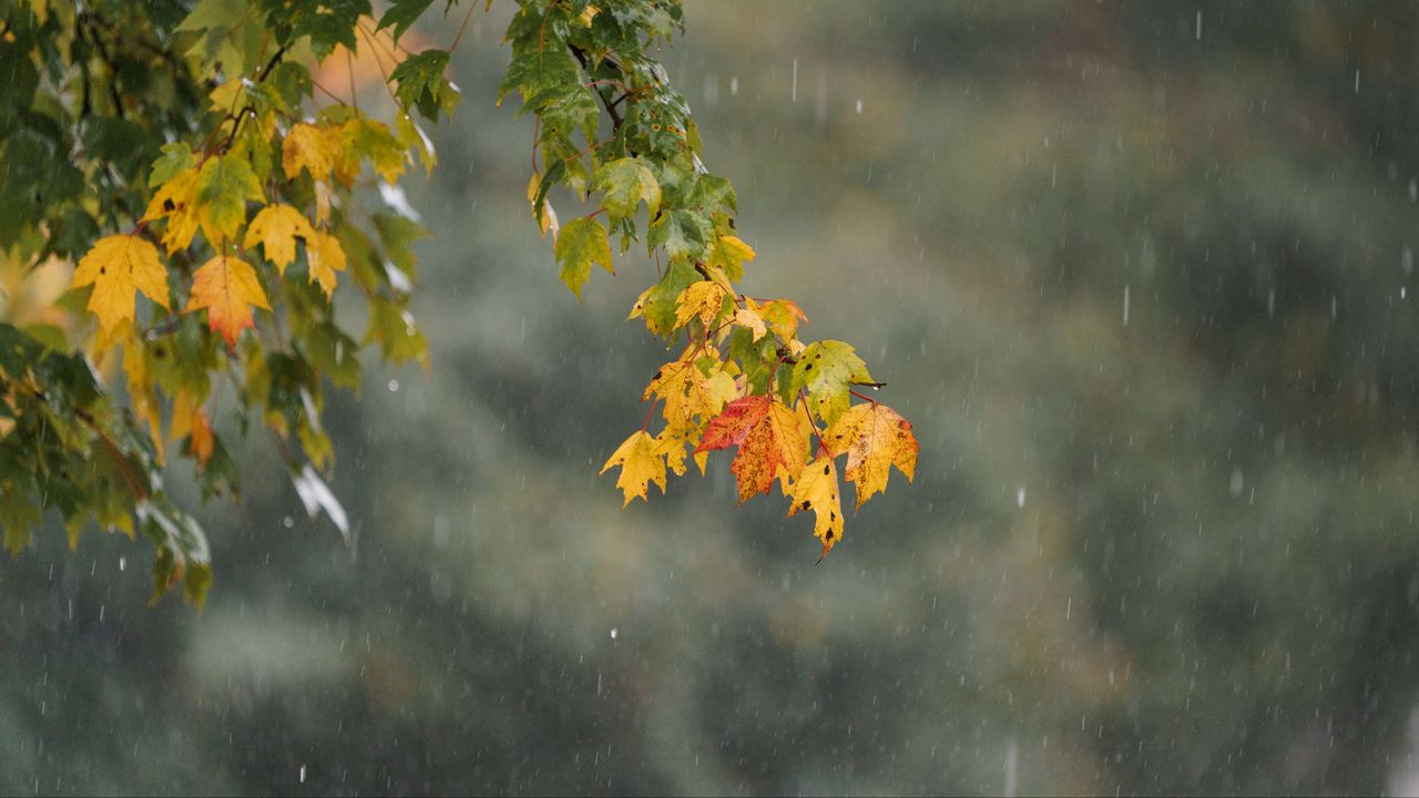 Wallpaper leaves, branch, drops, rain, macro