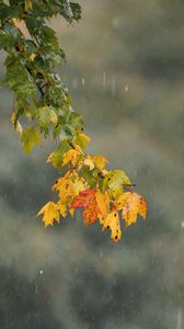 Preview wallpaper leaves, branch, drops, rain, macro