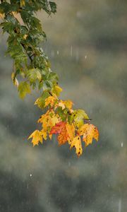 Preview wallpaper leaves, branch, drops, rain, macro