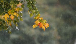 Preview wallpaper leaves, branch, drops, rain, macro