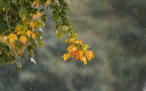 Preview wallpaper leaves, branch, drops, rain, macro