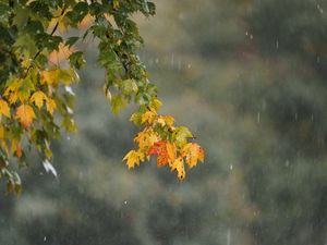 Preview wallpaper leaves, branch, drops, rain, macro