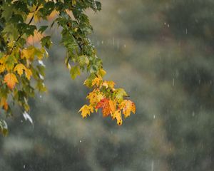 Preview wallpaper leaves, branch, drops, rain, macro