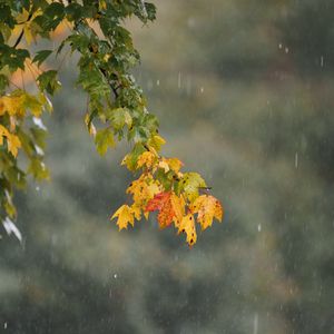 Preview wallpaper leaves, branch, drops, rain, macro