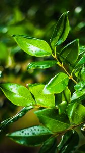 Preview wallpaper leaves, branch, drops, rain, macro, green