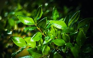 Preview wallpaper leaves, branch, drops, rain, macro, green