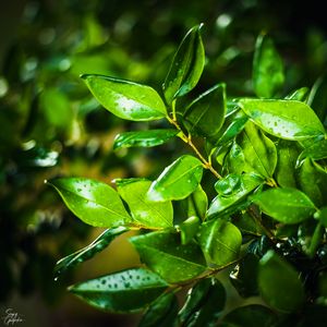 Preview wallpaper leaves, branch, drops, rain, macro, green