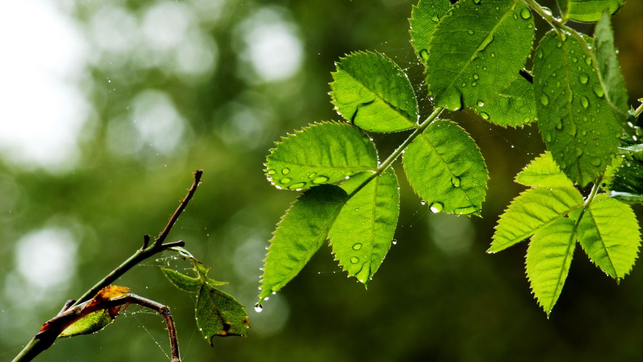 Wallpaper leaves, branch, drops, rain, web, macro