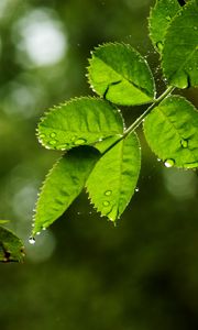 Preview wallpaper leaves, branch, drops, rain, web, macro