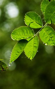 Preview wallpaper leaves, branch, drops, rain, web, macro