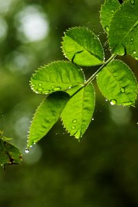 Preview wallpaper leaves, branch, drops, rain, web, macro