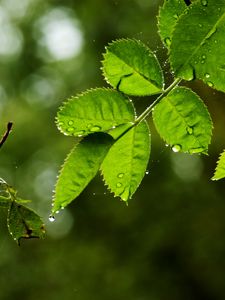 Preview wallpaper leaves, branch, drops, rain, web, macro