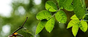 Preview wallpaper leaves, branch, drops, rain, web, macro