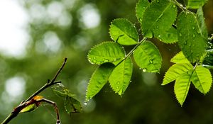 Preview wallpaper leaves, branch, drops, rain, web, macro