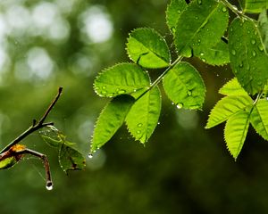 Preview wallpaper leaves, branch, drops, rain, web, macro