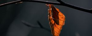 Preview wallpaper leaves, branch, dry, macro, autumn, blur