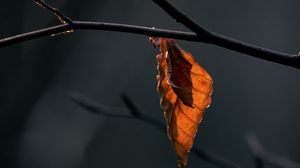 Preview wallpaper leaves, branch, dry, macro, autumn, blur