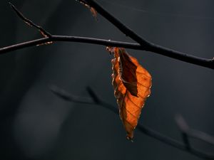 Preview wallpaper leaves, branch, dry, macro, autumn, blur