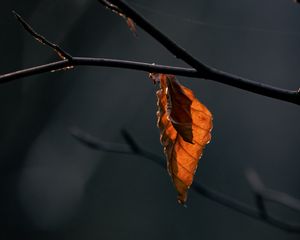 Preview wallpaper leaves, branch, dry, macro, autumn, blur