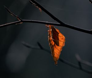 Preview wallpaper leaves, branch, dry, macro, autumn, blur