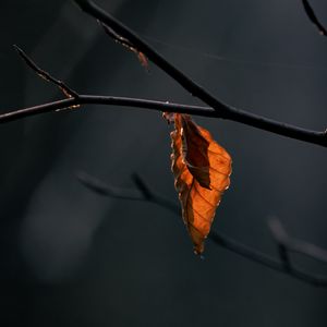 Preview wallpaper leaves, branch, dry, macro, autumn, blur