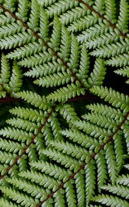 Preview wallpaper leaves, branch, fern, green