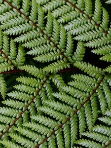 Preview wallpaper leaves, branch, fern, green