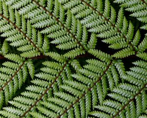 Preview wallpaper leaves, branch, fern, green