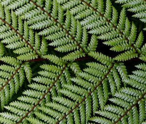 Preview wallpaper leaves, branch, fern, green