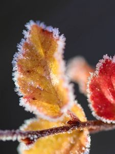 Preview wallpaper leaves, branch, frost