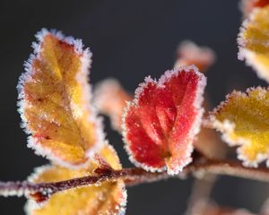 Preview wallpaper leaves, branch, frost