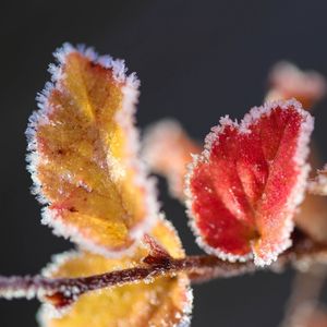 Preview wallpaper leaves, branch, frost