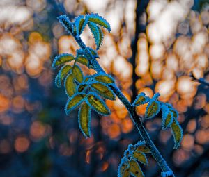 Preview wallpaper leaves, branch, frost, blur