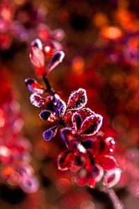 Preview wallpaper leaves, branch, frost, sunlight, red, macro