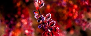 Preview wallpaper leaves, branch, frost, sunlight, red, macro