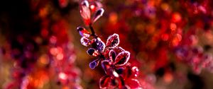 Preview wallpaper leaves, branch, frost, sunlight, red, macro