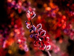 Preview wallpaper leaves, branch, frost, sunlight, red, macro