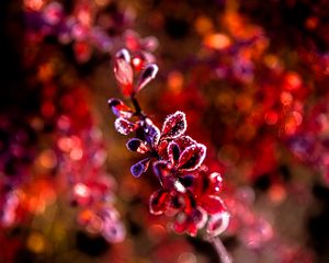 Preview wallpaper leaves, branch, frost, sunlight, red, macro