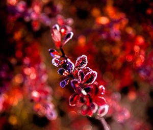 Preview wallpaper leaves, branch, frost, sunlight, red, macro