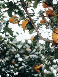 Preview wallpaper leaves, branch, fruit, mandarin