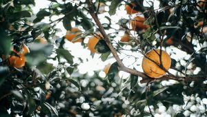 Preview wallpaper leaves, branch, fruit, mandarin