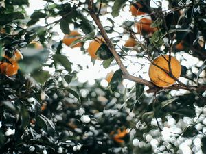 Preview wallpaper leaves, branch, fruit, mandarin
