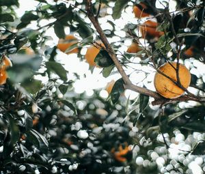 Preview wallpaper leaves, branch, fruit, mandarin