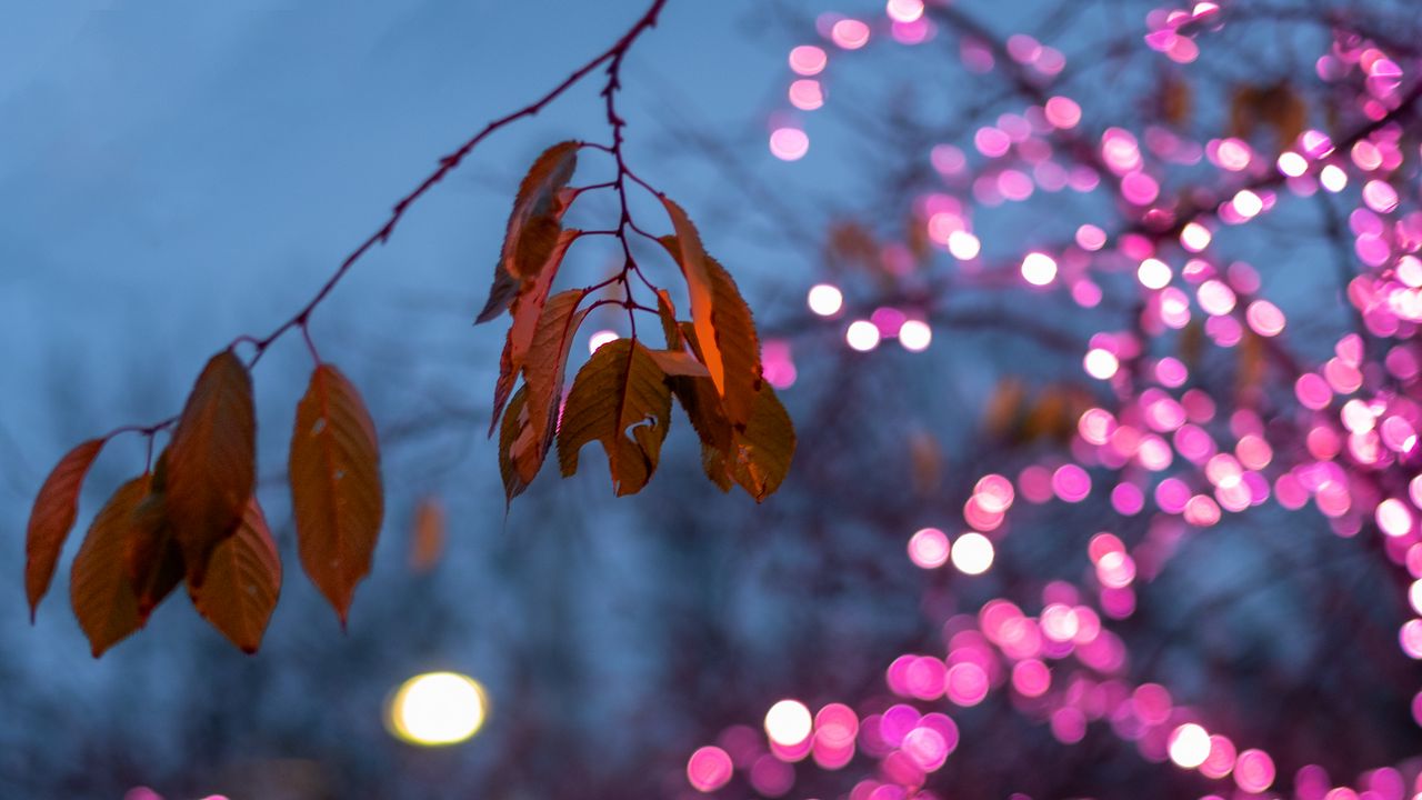 Wallpaper leaves, branch, garland, blur