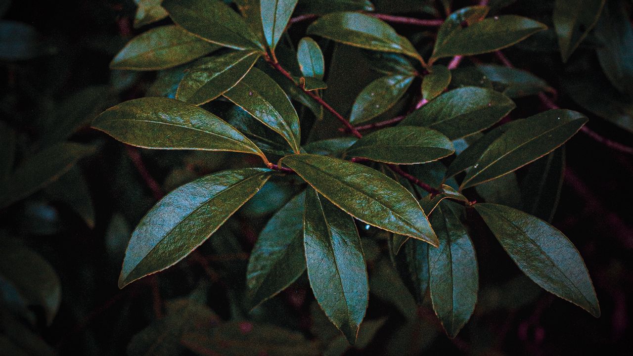 Wallpaper leaves, branch, glossy, dark