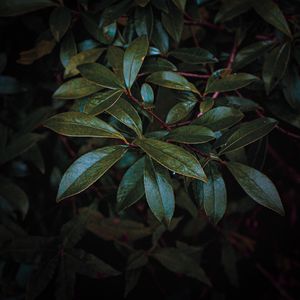 Preview wallpaper leaves, branch, glossy, dark