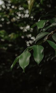 Preview wallpaper leaves, branch, green, blur, glare, bokeh