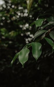 Preview wallpaper leaves, branch, green, blur, glare, bokeh